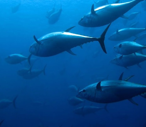 Papua New Guinea Offering $400 Rebate Per Ton of Tuna Processed